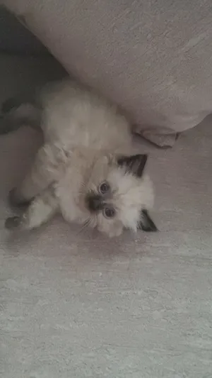 ‏سكوتش فولد‏1