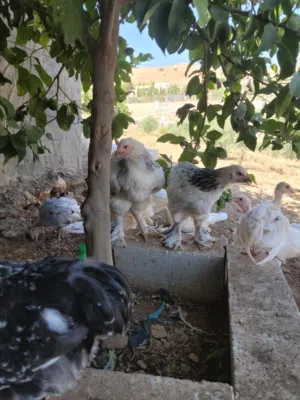 دجاج براهما كولومبي