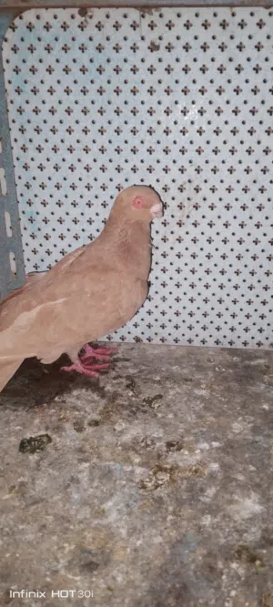 طير حمام بصلاه علا نبي