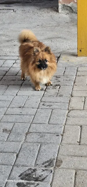 For sale: A beautiful, playful Russian Apmeric puppy, 1 year and 2 months old. Good with children. F