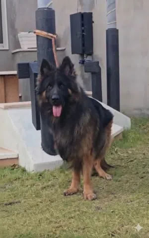 تزاوج فقط وليس للبيع تواصل وتس اب