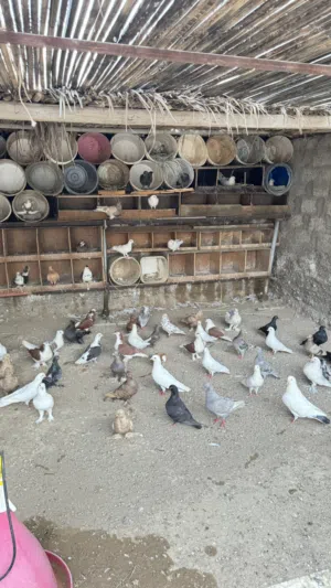 للبيع حمام زينه