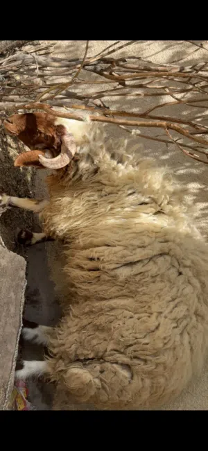 خروف للبيع