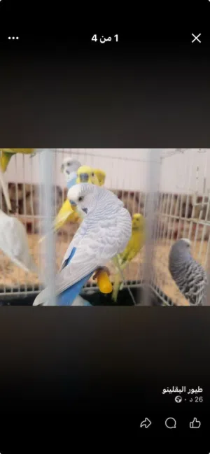 سلام عليكم متوفر طرف بقلينو ذكور كلهم ربي بارك مشاءالله ذكور كلهم كبار فحول مشاءالله جاهزات