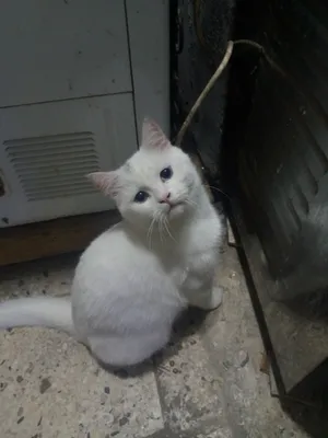 بزونه مجانيه
