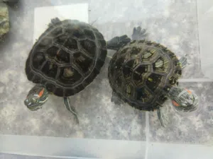 amphibious turtles