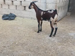 تيوس صلالة