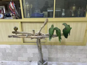 فروخ نيبالي