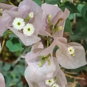 سعيد الاغبري 