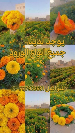ورد قطيفه ملون