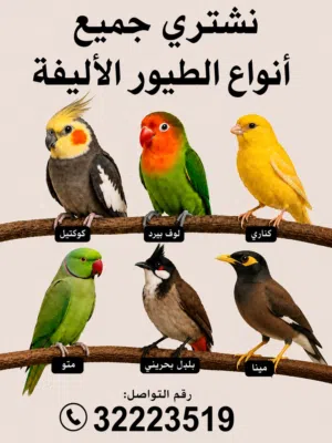 نشتري جميع الطيور أليفه