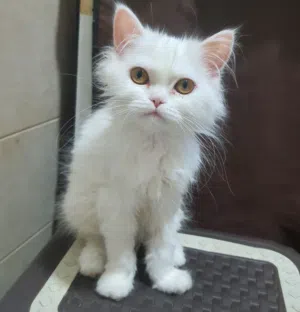 قطط شيرازى بيور للبيع