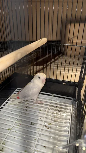 Parrots2