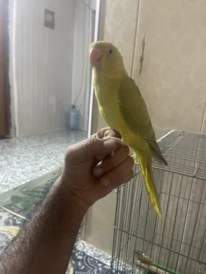 ببغاء الدره جبتهه من عمرهه يوم حاليا عمرهه 8اشهور