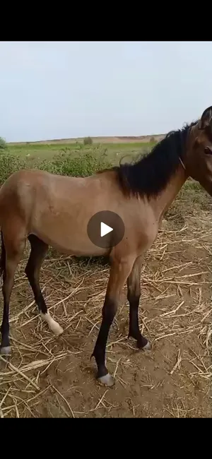Horses1