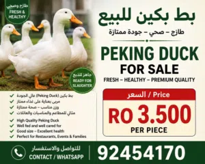 Chicken Duck Rabbit best and fresh from the Farm
