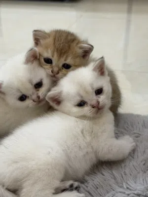 قطط صغيرة سكوتش ابيض و ذهبي