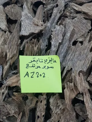 ‏عود ‏.‏ جديد‏4