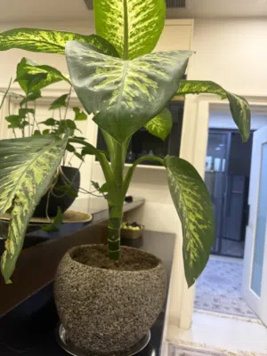 نبته Dieffenbachia