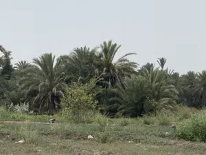 شركه عقاريه رائده في مجال بيع وشراء العقارات