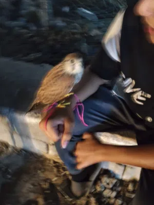 حي سومر  رسني وتدل