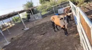 Cow for sale .