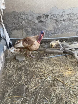 ديك روميًًيي