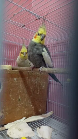 cocktail 100% breeder pair