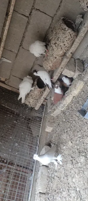 طيور البصره