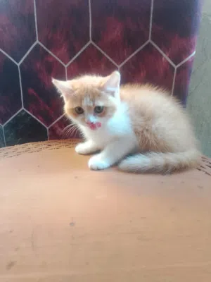 قطه للبيع شورت هير عمرها شهرين