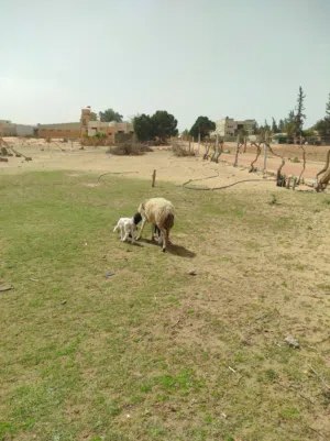 نعجة تومية تحتها خروف و فطيمة