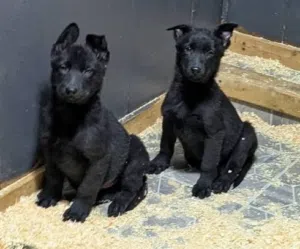 German shepherd black jack 2 months old male and female available