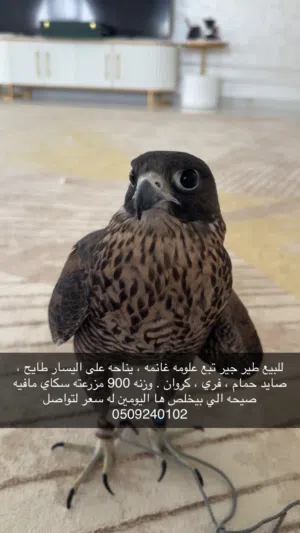 جير تبع للبيع