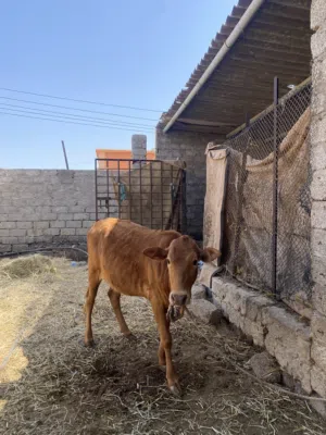 بقرة محليه عاقر