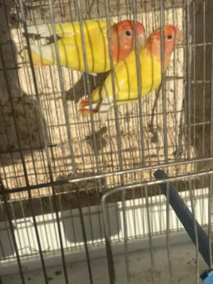 كوبية بركديلو اورنج ونتايه بروحها روز