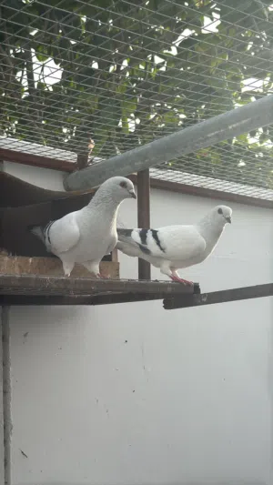 حمام دمشقي للبيع