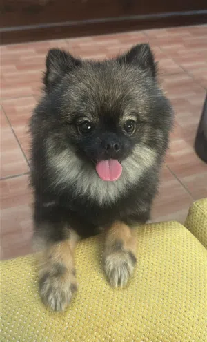 Pomeranian