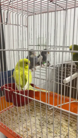 عصافير حب للبيع