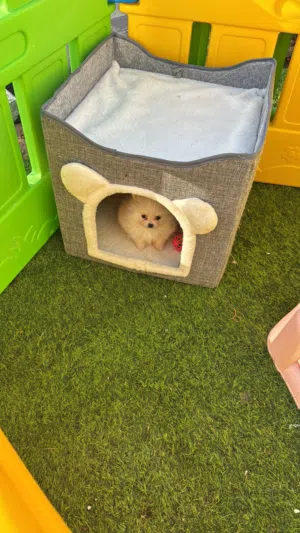 Teacup Pomeranian and Pomsky puppies male and female available