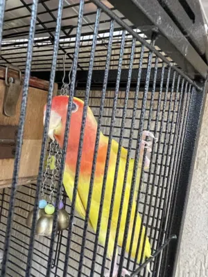 Yellow Female fisher Love bird