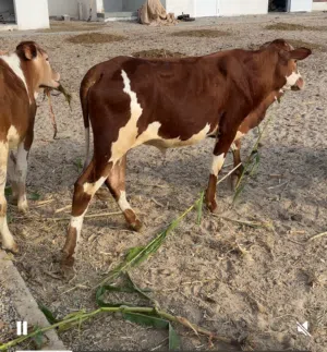 بيع عجل ( ظفاري)