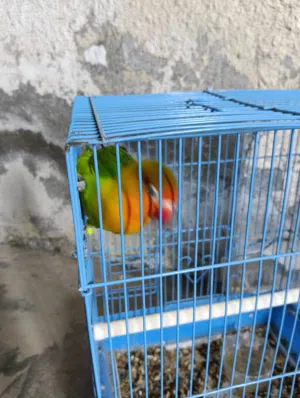 لبيع طير فيشر أليف فقط مع الطعام والقفص