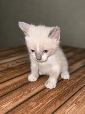Snowshoe cat للبيع