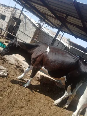 ‏أبقار‏1