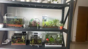 Fish Aquarium and Terrariums