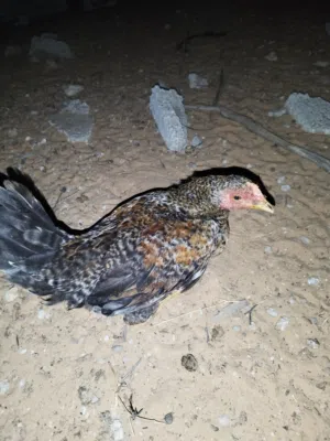 دجاج وفراريج للبيع جمله
