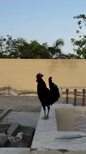 ديكه عمانيات تربيه