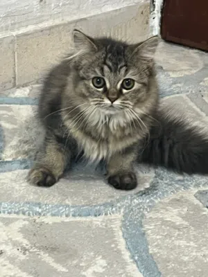 قطة فارسية صغيرة للبيع فقط Persian Kitten for Sale Only