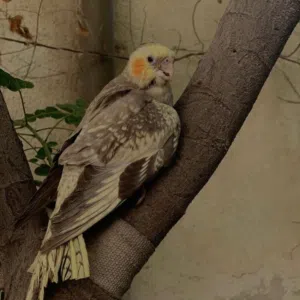 محمد 
