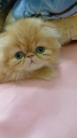 قط انتى عمر شهرين